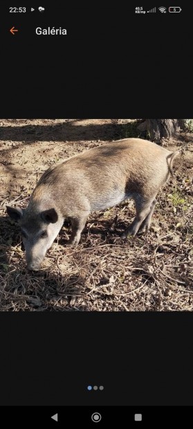 Mangalica Vietnmi kan