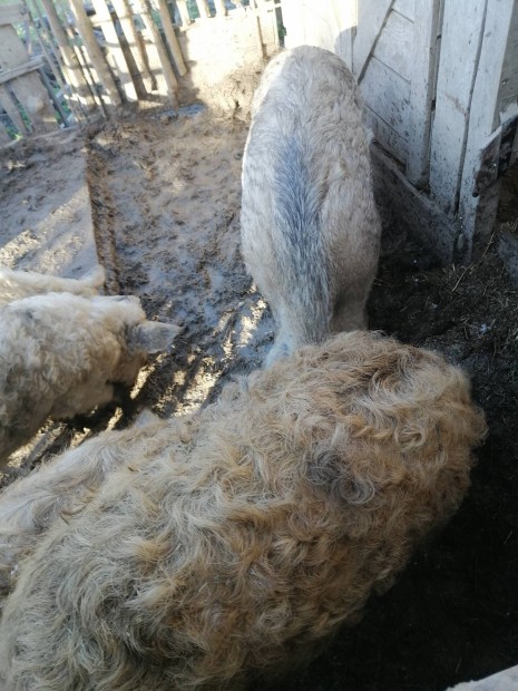 Mangalica X Durock emsk