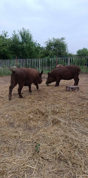 Mangalica X duroc emsek eladak!