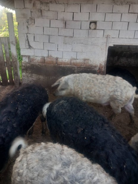 Mangalica  Hztji hizok 