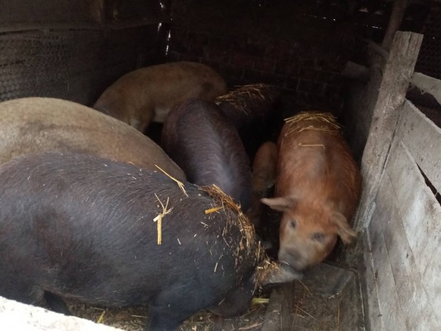 Mangalica - duroc keverk 