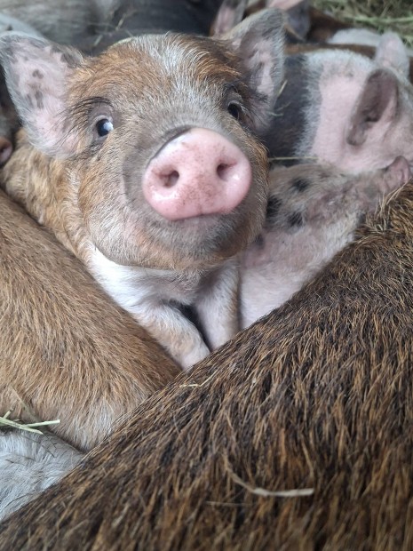 Mangalica  vietnmi malacok eladk!