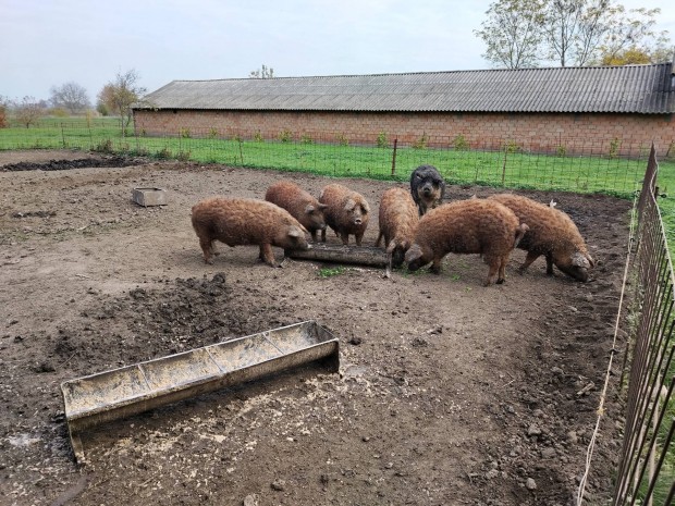 Mangalica  diszn  csere 