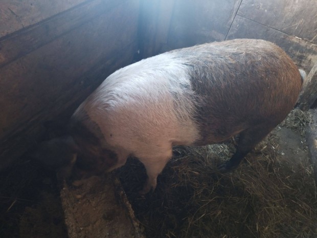 Mangalica, duroc keverk hz