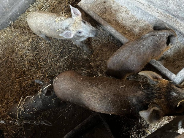 Mangalica- duroc malacok eladk