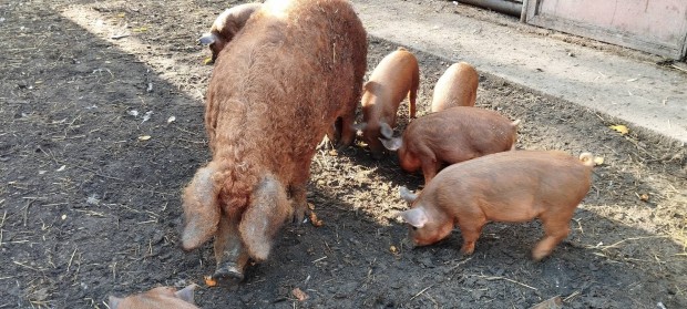 Mangalica -durok malacok