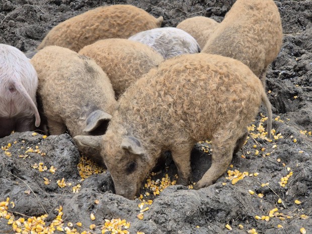 Mangalica  s  laply/mangalica malacok eladk