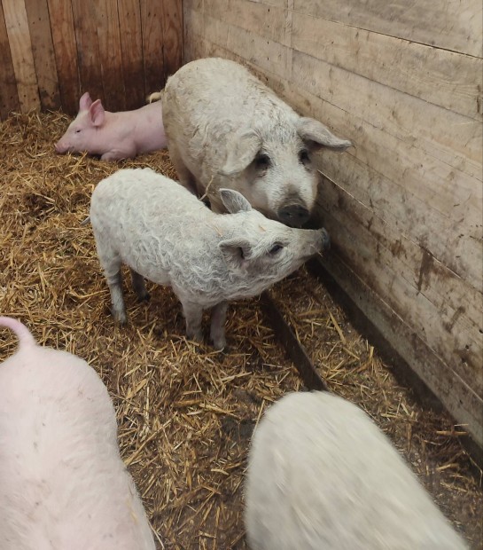 Mangalica  kan sldt cserelnem