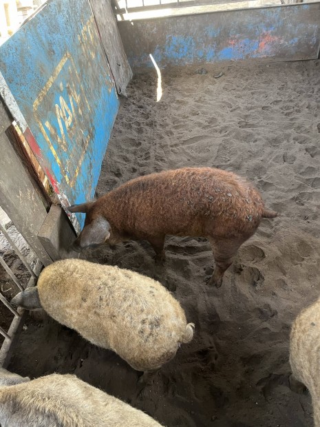 Mangalica  kansls elad 