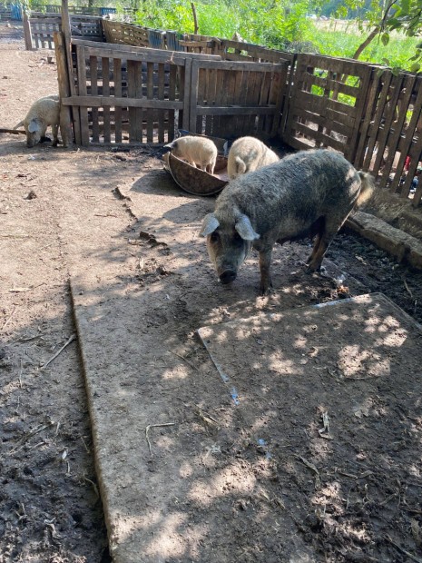 Mangalica anyakoca elad