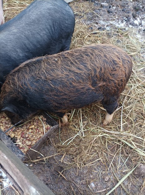 Mangalica csnghas keverk emse