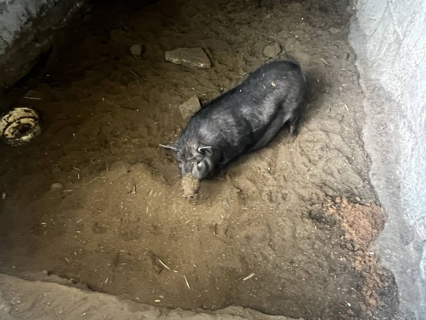 Mangalica diszn elad