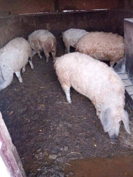 Mangalica disznk eladk!!