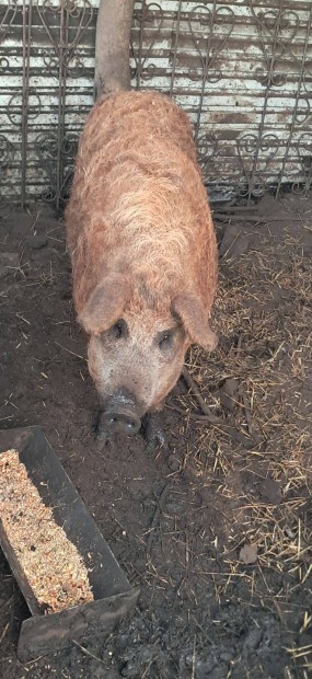 Mangalica duroc hiz