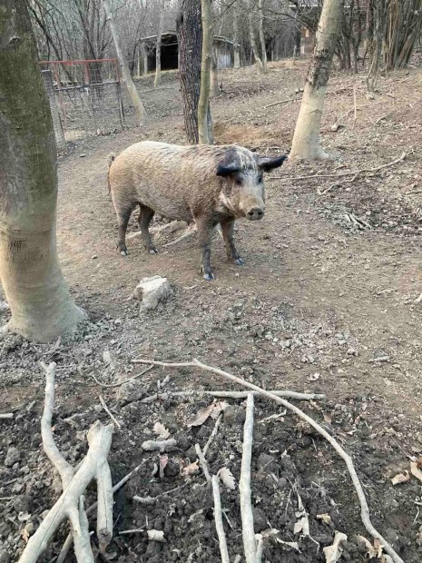 Mangalica-duroc keverk vemhes anyadiszn elad