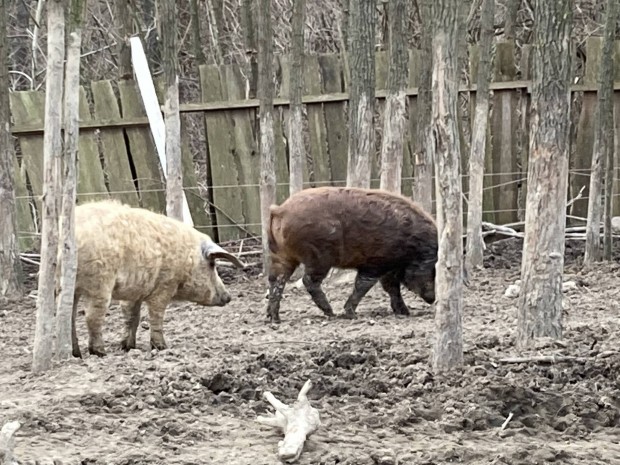 Mangalica-duroc malac elad