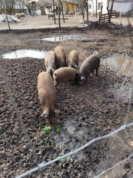 Mangalica duroc malacok!