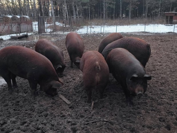 Mangalica-duroc serts