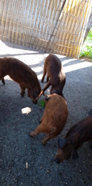 Mangalica-durock malacok eladók vagy csere fejős kecske, vietnami