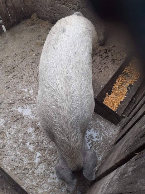 Mangalica durok hiz