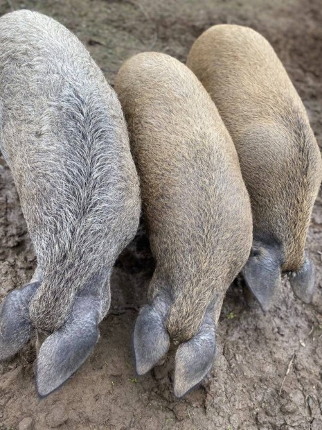 Mangalica durok hzk eladk