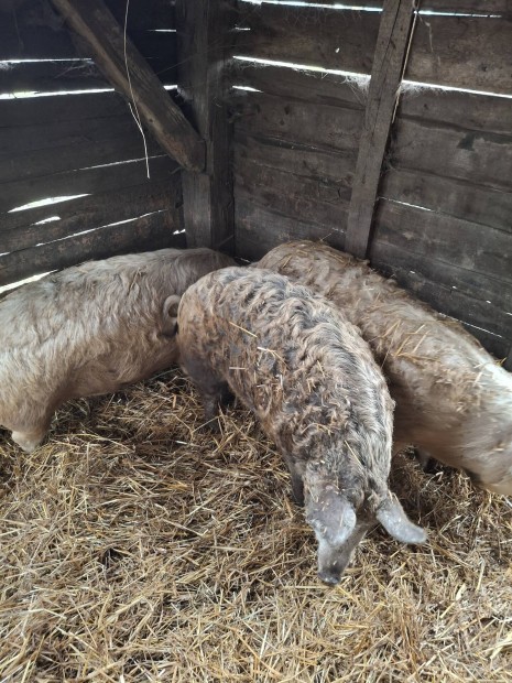 Mangalica durok hzk hz