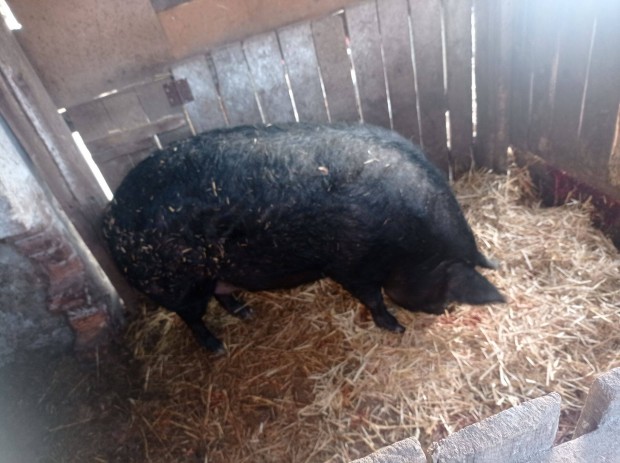 Mangalica durok keverk diszn