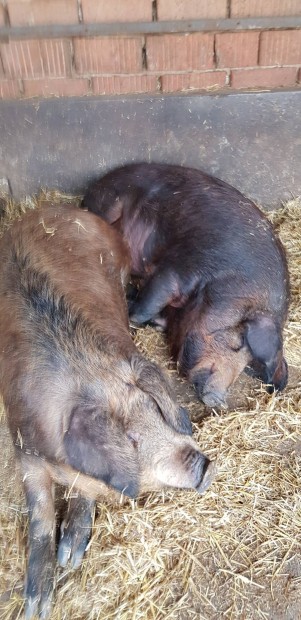 Mangalica durok keverk hz