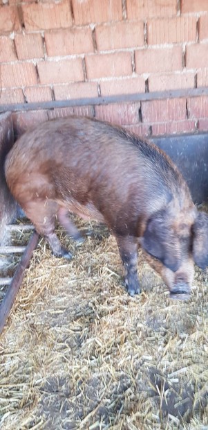 Mangalica durok keverk hz