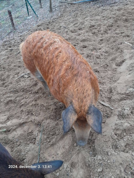 Mangalica durok keverk hz elad