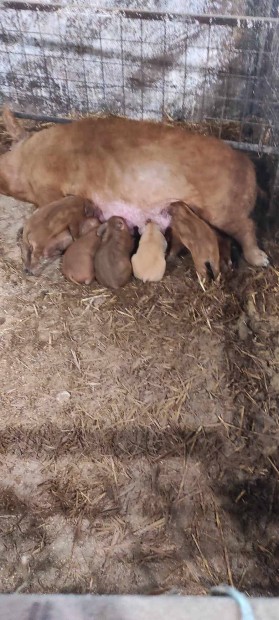 Mangalica-durok kismalac