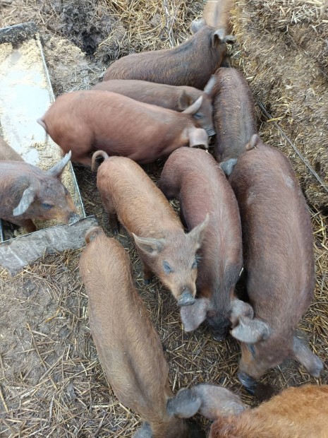 Mangalica durok malac 