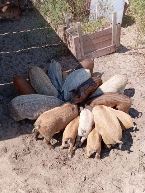 Mangalica-durok minsgi malacok