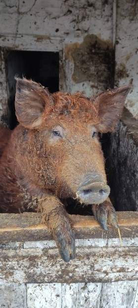 Mangalica elad (1vesek)