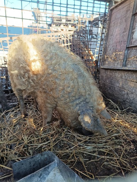 Mangalica elado! 