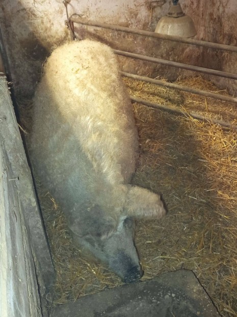 Mangalica elad vagy cserlhet