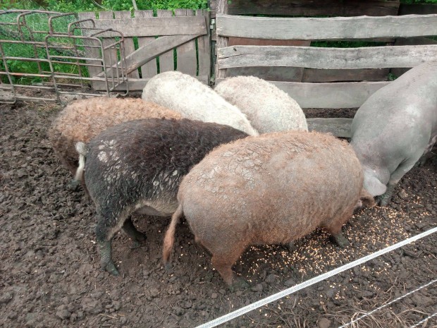 Mangalica elhasi kock
