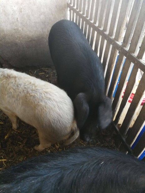 Mangalica s cromwal f1 malacok elad