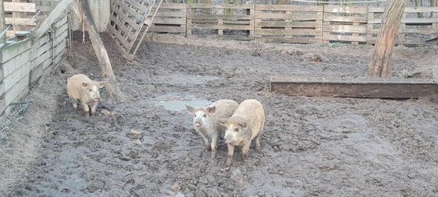 Mangalica s durok malacok eladk