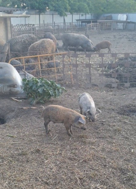 Mangalica és lapály malacok