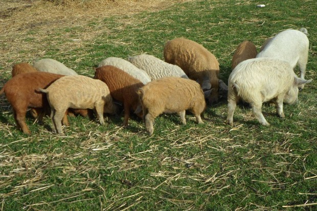 Mangalica s mangalica x duroc malacok eladk