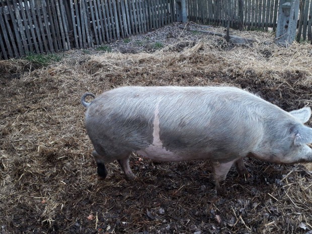 Mangalica s nagy fehr keverk hz elad