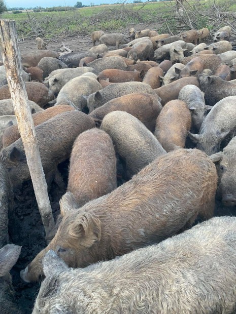 Mangalica s vaddiszn elad