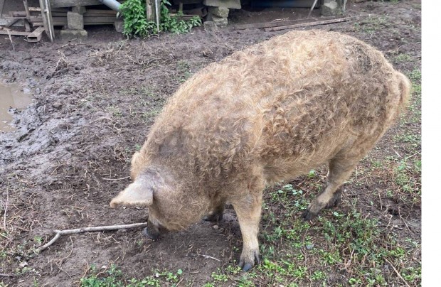 Mangalica flserts elad Debrecenben