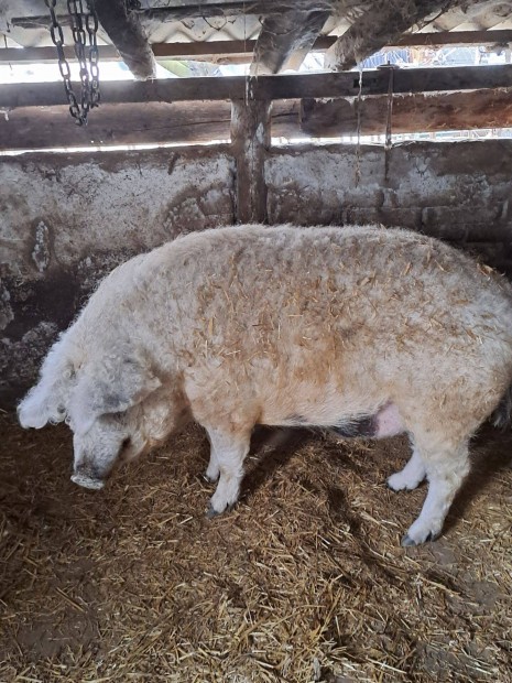 Mangalica hz