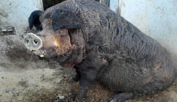 Mangalica hz 350 kg