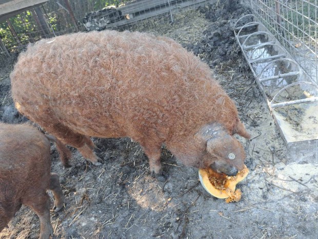 Mangalica hz