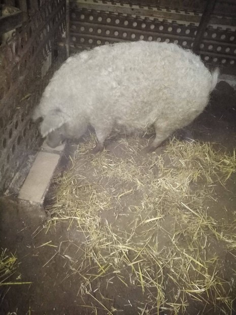 Mangalica hz