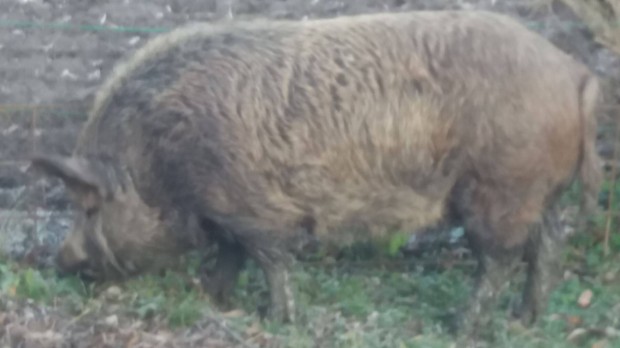 Mangalica hiz