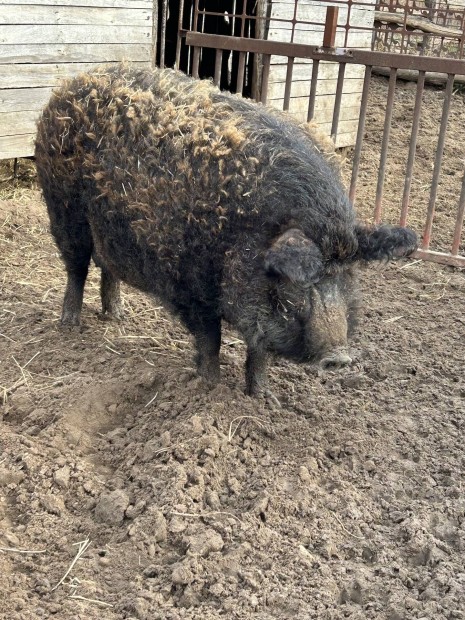 Mangalica hz